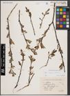Foto von Salix caprea L. x Salix silesiaca Willd.